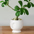 White Human Face Ceramic Planter - The Earth Store - Planter